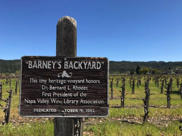 Barney's Backyard Vineyard